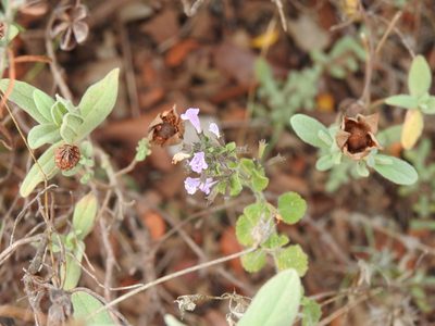 Clinopodium nepeta, photographed by Duarte Frade