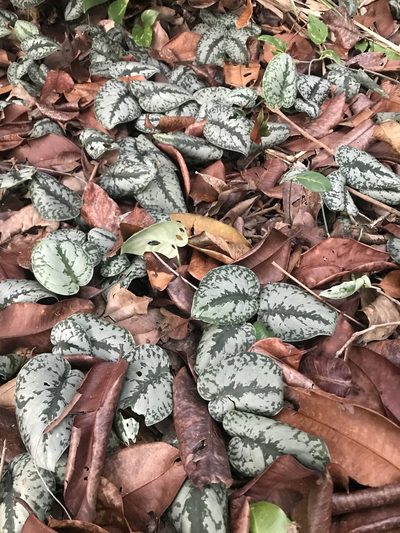 Scindapsus pictus, photographed by poyin