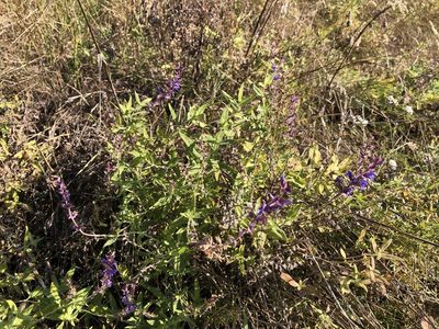 Salvia nemorosa, photographed by Pavel Kacl