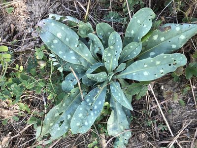 Cerinthe minor, photographed by Pavel Kacl