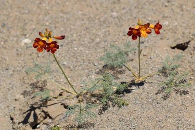 Argylia radiata, photographed by Cesar Ormazabal
