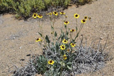 Encelia canescens, photographed by Cesar Ormazabal