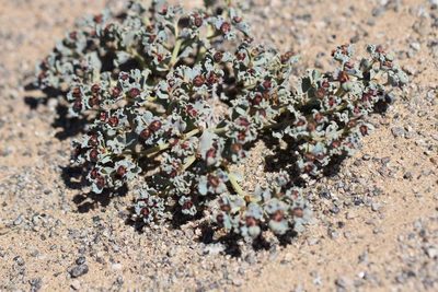 Euphorbia copiapina, photographed by Cesar Ormazabal