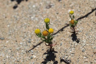 Helenium atacamense, photographed by Cesar Ormazabal