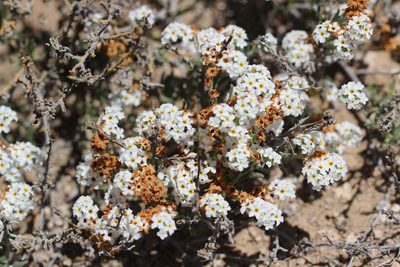 Heliotropium myosotifolium, photographed by Cesar Ormazabal