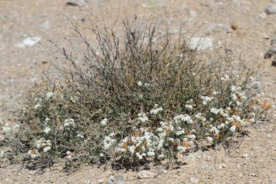 Heliotropium myosotifolium, photographed by Cesar Ormazabal