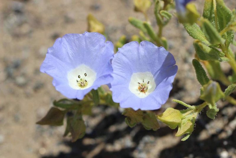 Nolana acuminata, photographed by Cesar Ormazabal