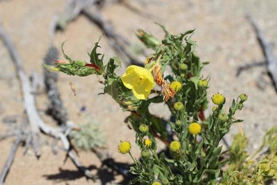 Oenothera coquimbensis, photographed by Cesar Ormazabal