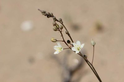 Oziroe biflora, photographed by Cesar Ormazabal