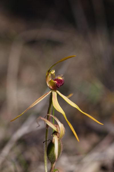 Caladenia magniclavata, photographed by Hugo Innes