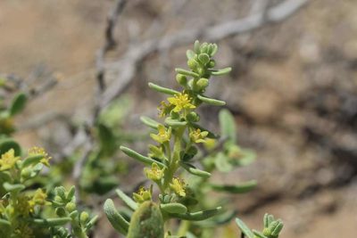 Tetragonia maritima, photographed by Cesar Ormazabal