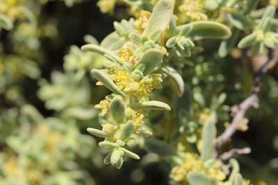 Tetragonia maritima, photographed by Cesar Ormazabal