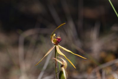 Caladenia magniclavata, photographed by Hugo Innes