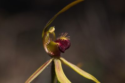 Caladenia magniclavata, photographed by Hugo Innes