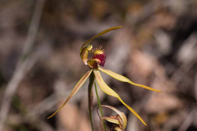 Caladenia magniclavata, photographed by Hugo Innes