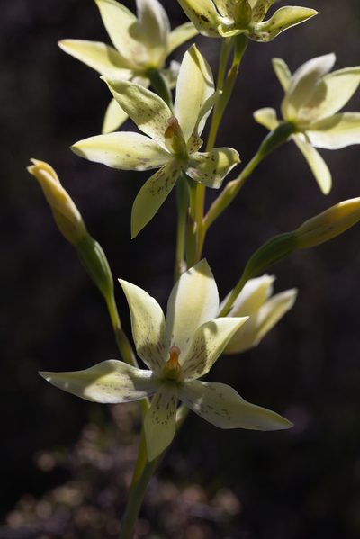 Thelymitra villosa, photographed by Hugo Innes