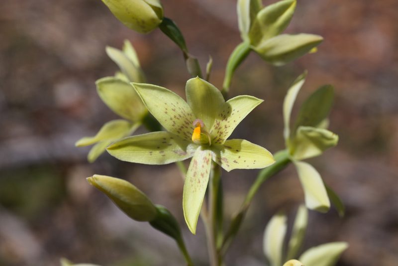 Thelymitra villosa, photographed by Hugo Innes
