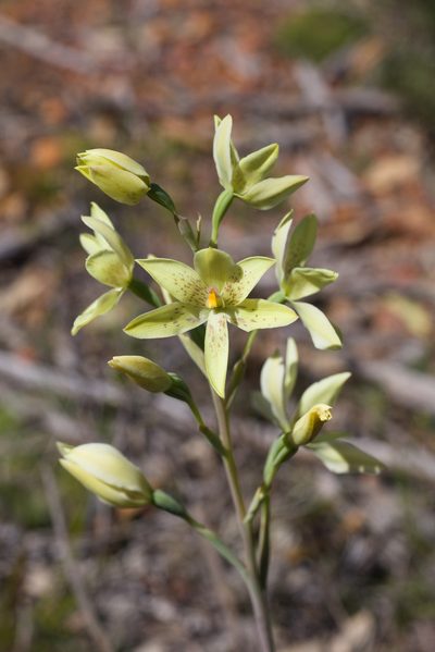 Thelymitra villosa, photographed by Hugo Innes