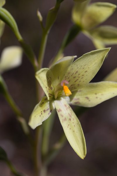 Thelymitra villosa, photographed by Hugo Innes