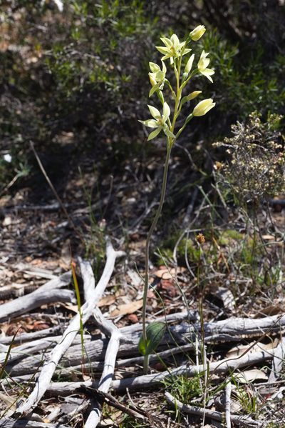 Thelymitra villosa, photographed by Hugo Innes