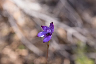 Caladenia brunonis, photographed by Hugo Innes