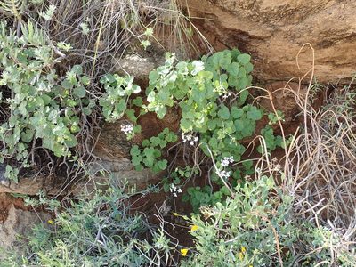 Pelargonium echinatum, photographed by Peter Warren