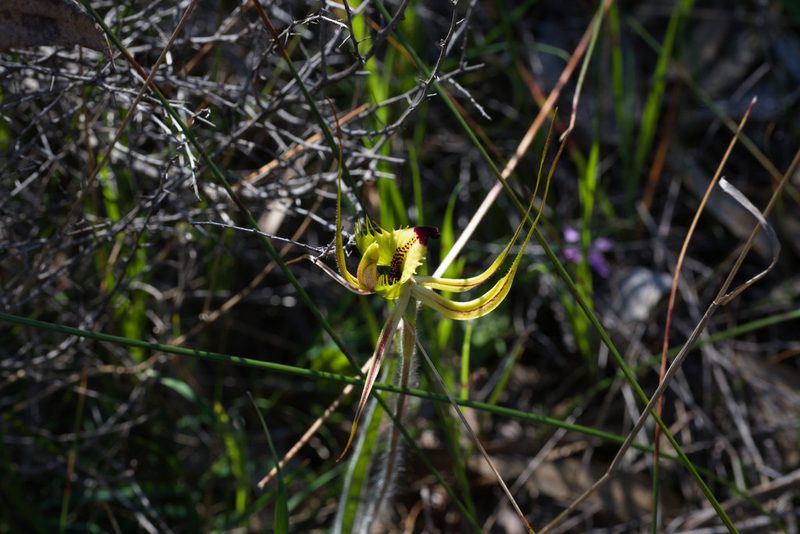 Caladenia falcata, photographed by Hugo Innes