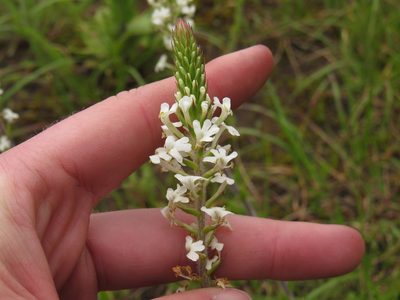 Hebenstretia lanceolata, photographed by Jeremy Gilmore