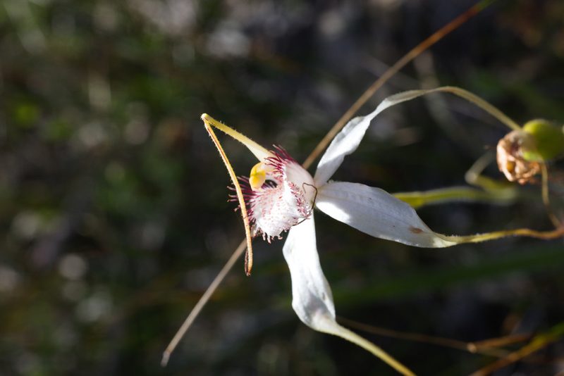Caladenia longicauda, photographed by Hugo Innes