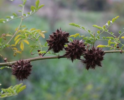 Glycyrrhiza echinata, photographed by Юрий Данилевский (Yuriy Danilevsky)