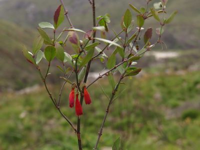 Halleria elliptica, photographed by Jeremy Gilmore