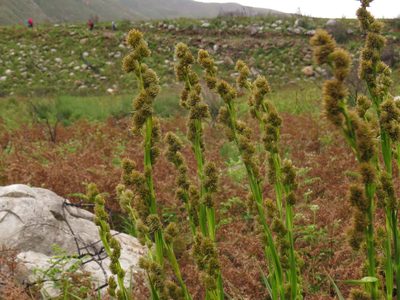 Carpha glomerata, photographed by Jeremy Gilmore