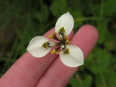 Moraea tricuspidata, photographed by Jeremy Gilmore