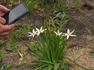 Pauridia capensis, photographed by Jeremy Gilmore