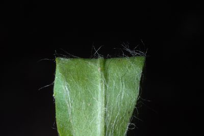 Chrysopsis mariana, photographed by Douglas Goldman