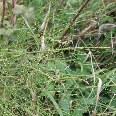 Equisetum ramosissimum, photographed by Юрий Данилевский (Yuriy Danilevsky)