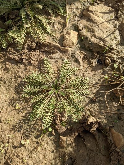 Sisymbrella aspera, photographed by Denis Bastianelli