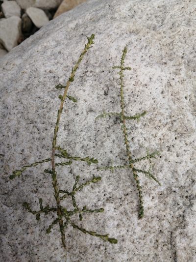 Stoebe intricata, photographed by Danie Palm