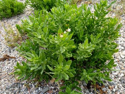 Tournefortia sibirica, photographed by Anna Petrosyan