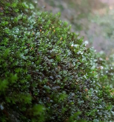 Fissidens pusillus, photographed by Helen Waterman