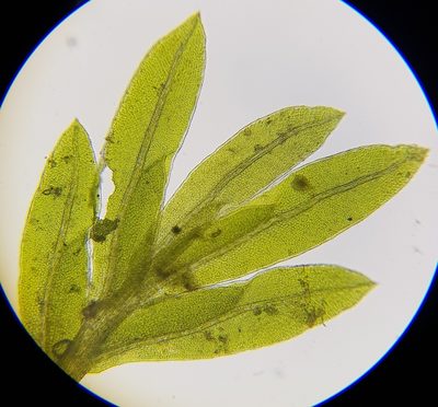 Fissidens pusillus, photographed by Helen Waterman