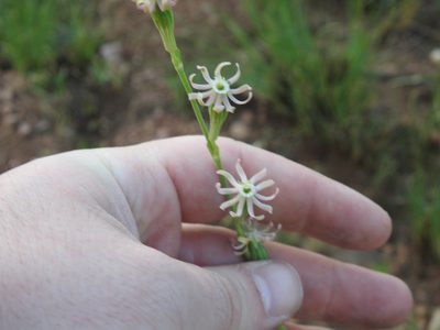 Silene burchellii, photographed by Matthew Fainman
