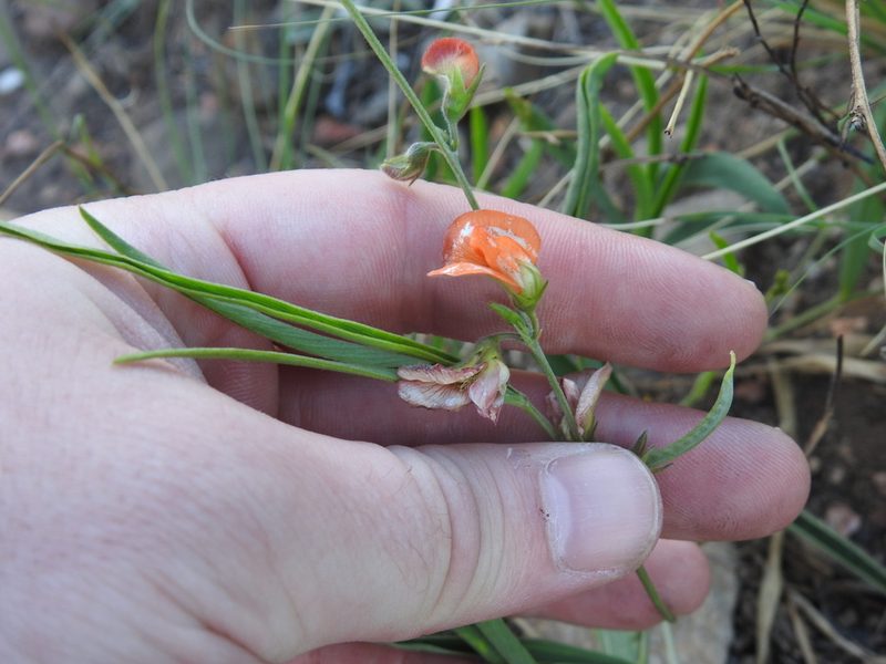 Tephrosia elongata, photographed by Matthew Fainman