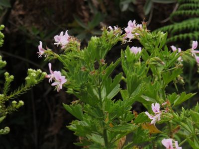 Pelargonium scabrum, photographed by Jeremy Gilmore