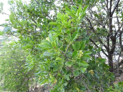 Pittosporum viridiflorum, photographed by Matthew Fainman