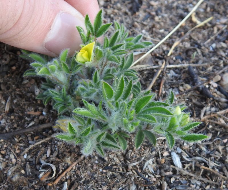 Leobordea eriantha, photographed by Matthew Fainman