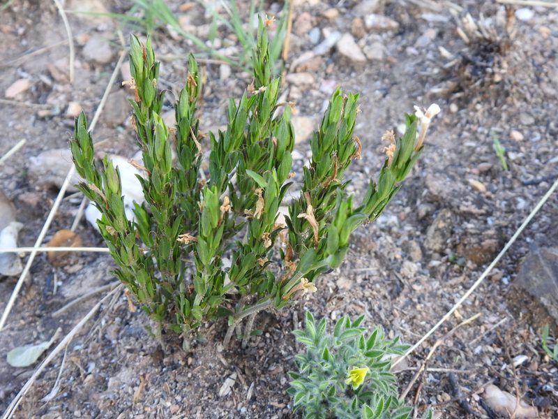 Dyschoriste setigera, photographed by Matthew Fainman