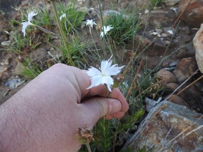 Dianthus mooiensis, photographed by Matthew Fainman