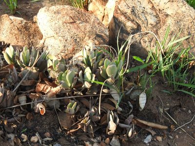 Crassula globularioides, photographed by Matthew Fainman