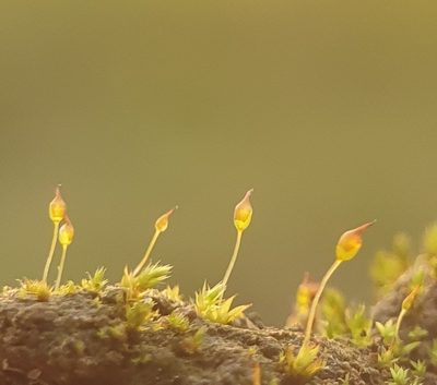 Microbryum davallianum, photographed by Jonathan Hughes